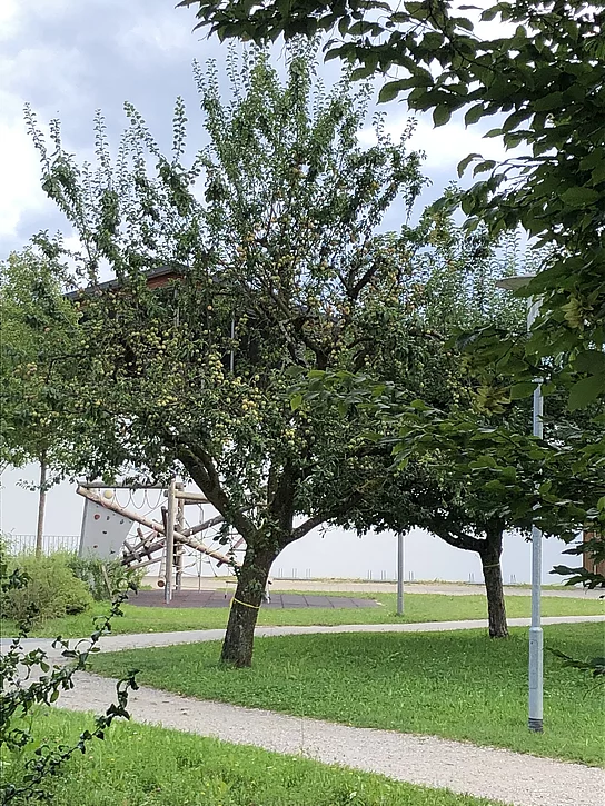 Baum mit gelber Markierung Baum mit gelben Markierungen, der hinter der Gemeinde steht. Die Markierungen zeigen an, dass jeder etwas von dem Baum pflücken darf.