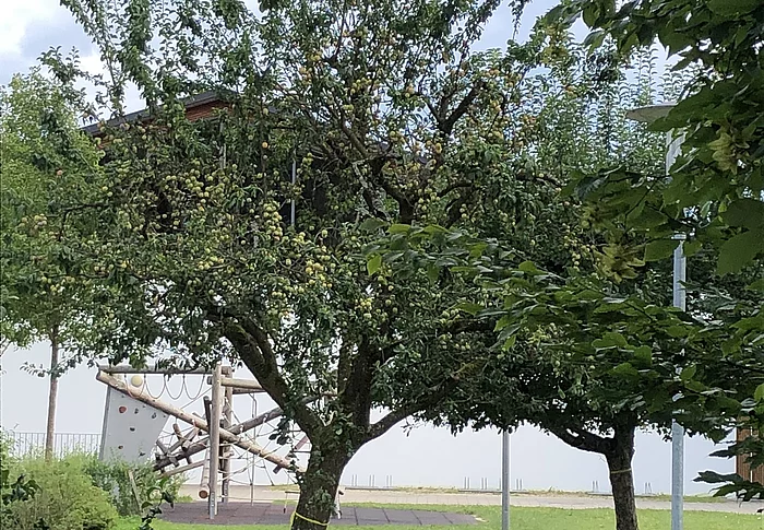 Baum mit gelben Markierungen, der hinter der Gemeinde steht. Die Markierungen zeigen an, dass jeder etwas von dem Baum pflücken darf. 