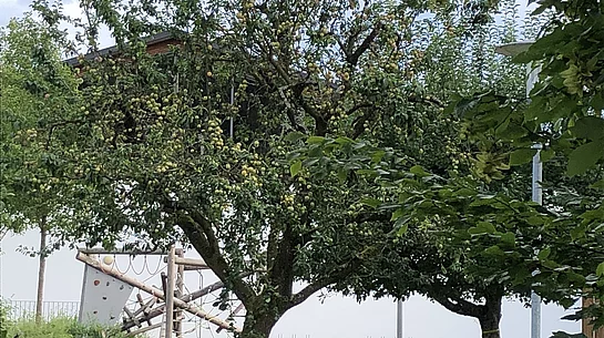 Baum mit gelben Markierungen, der hinter der Gemeinde steht. Die Markierungen zeigen an, dass jeder etwas von dem Baum pflücken darf. 